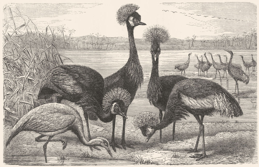 STILT-WALKER. Marsh-Wader. Crowned, Demoiselle Crane c1870 old antique print